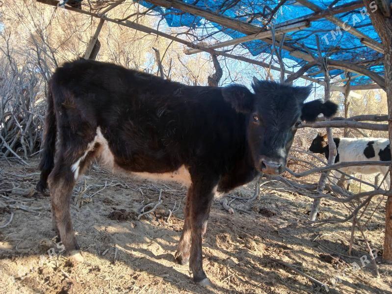 gole gacar - Туркменбаши - img 2