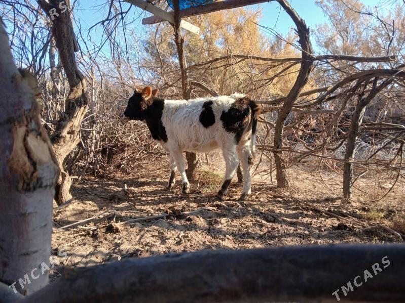 gole gacar - Туркменбаши - img 3