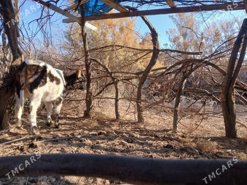 gole gacar - Туркменбаши - img 7