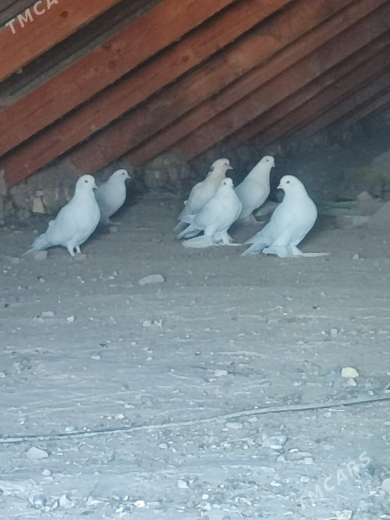 kepderi - Ýolöten - img 2