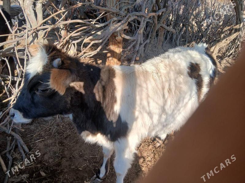 gole gacar - Туркменбаши - img 9