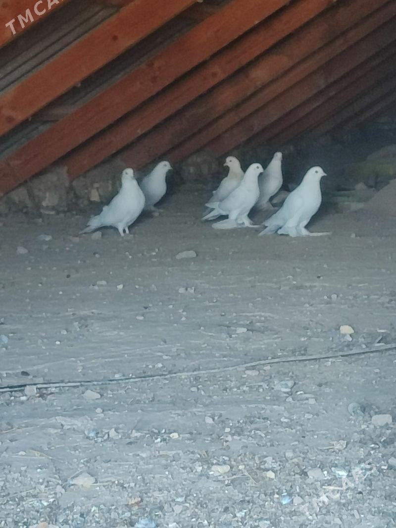 kepderi - Ýolöten - img 3