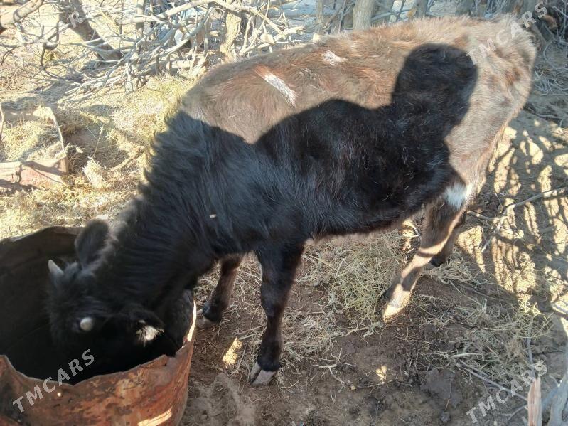 gole gacar - Туркменбаши - img 8