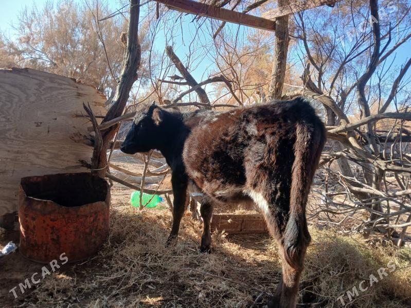 gole gacar - Туркменбаши - img 6