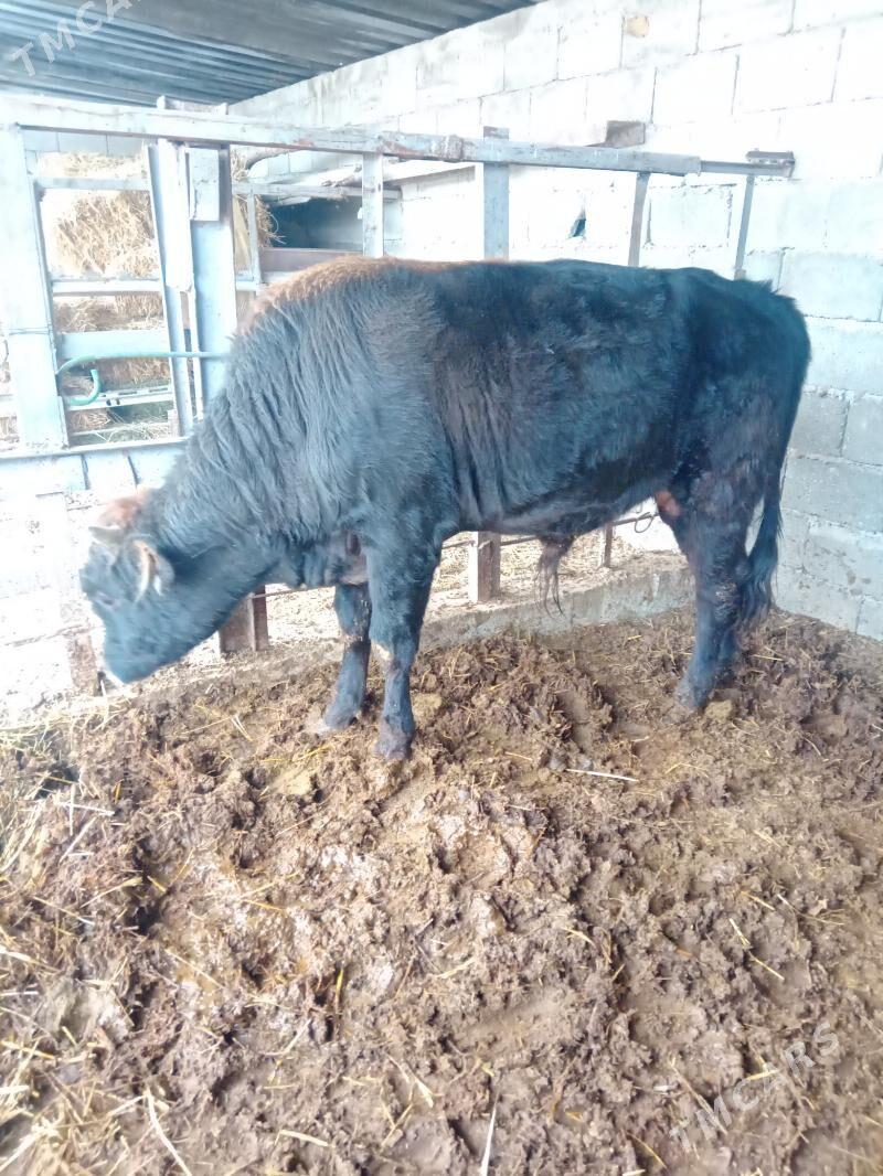 Ökuz tohum - Gökdepe - img 2