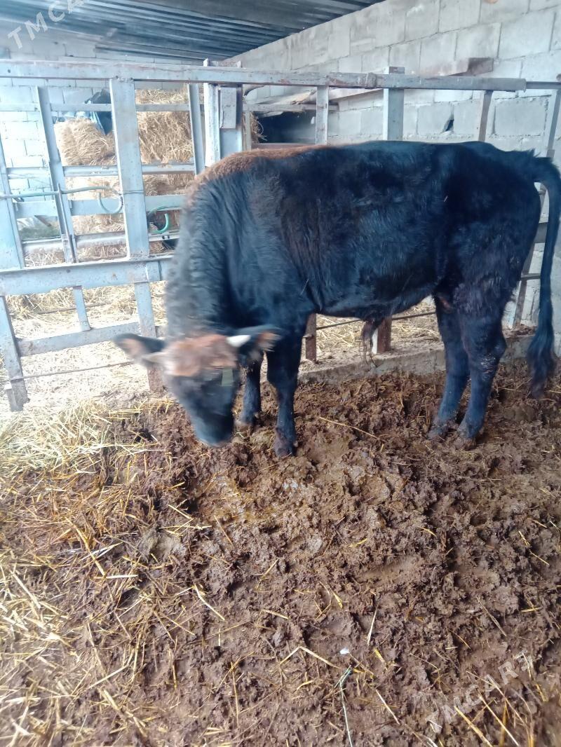 Ökuz tohum - Gökdepe - img 3