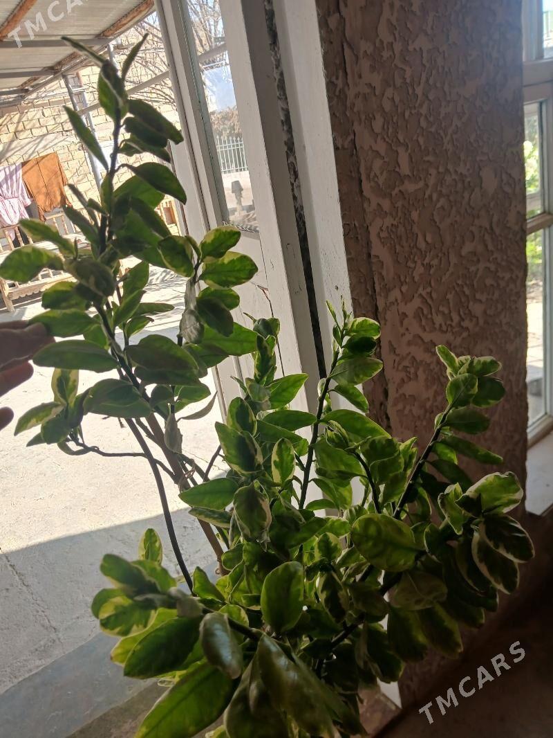 otag gulleri - Ак-Бугдайский этрап - img 4