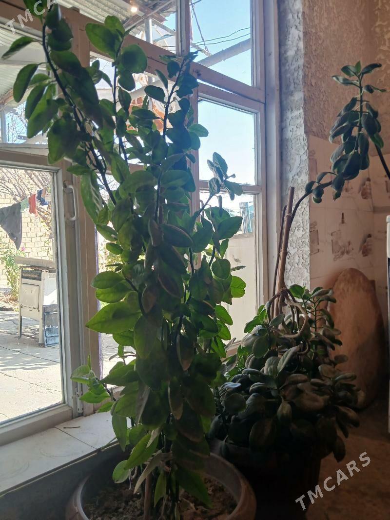 otag gulleri - Ак-Бугдайский этрап - img 2