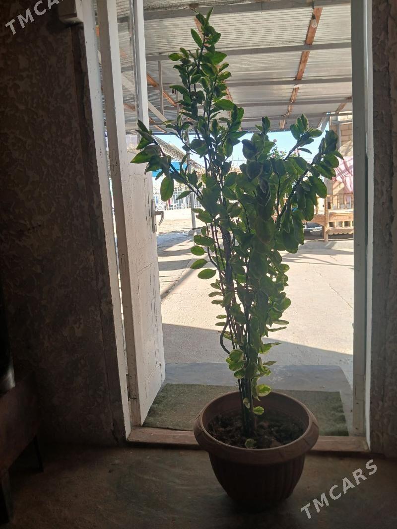 otag gulleri - Ак-Бугдайский этрап - img 5