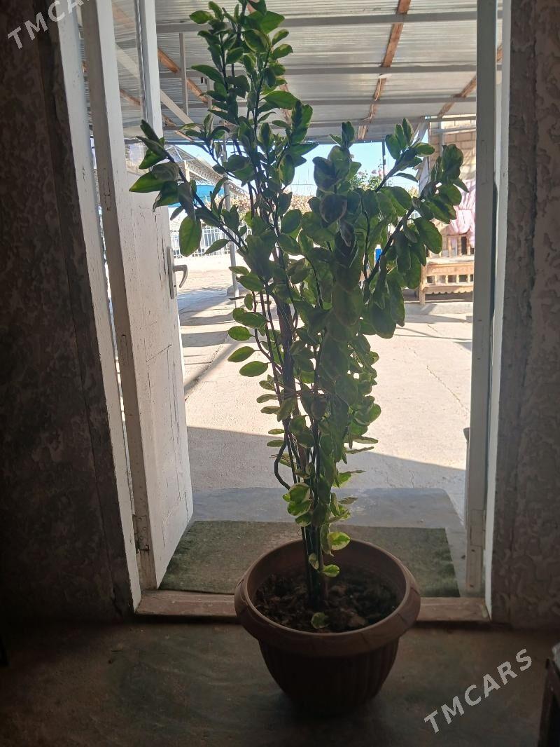 otag gulleri - Ак-Бугдайский этрап - img 3