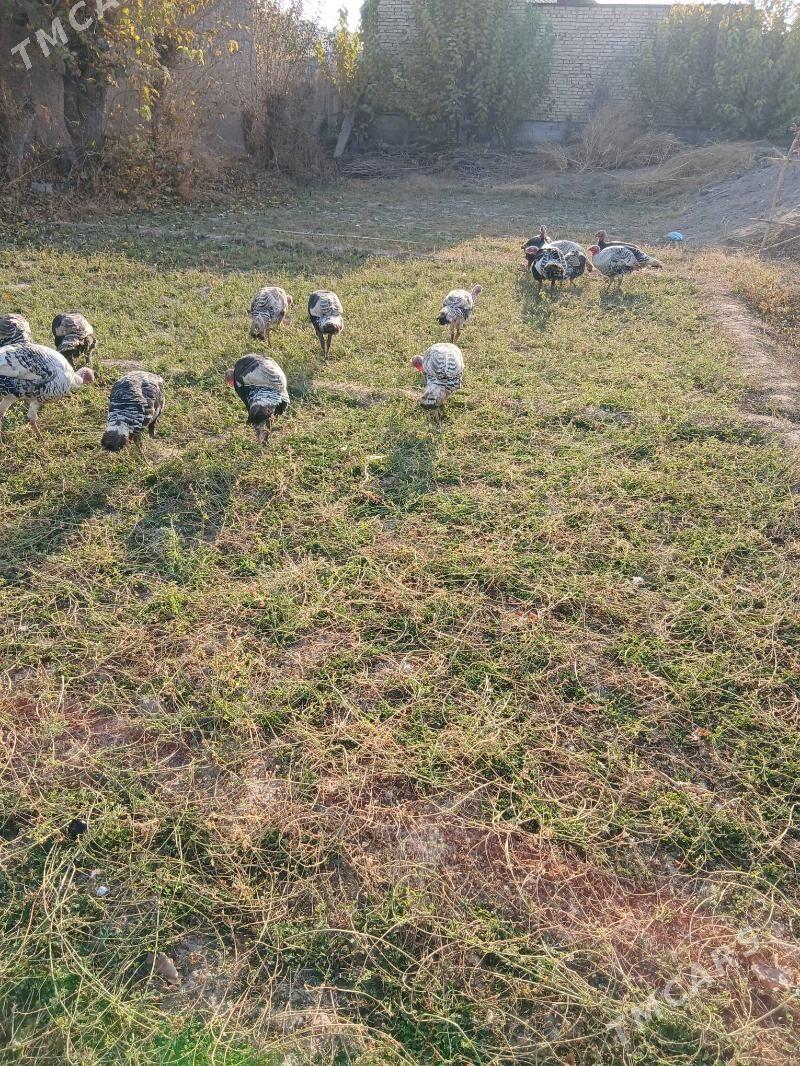 induk - Dänew - img 2