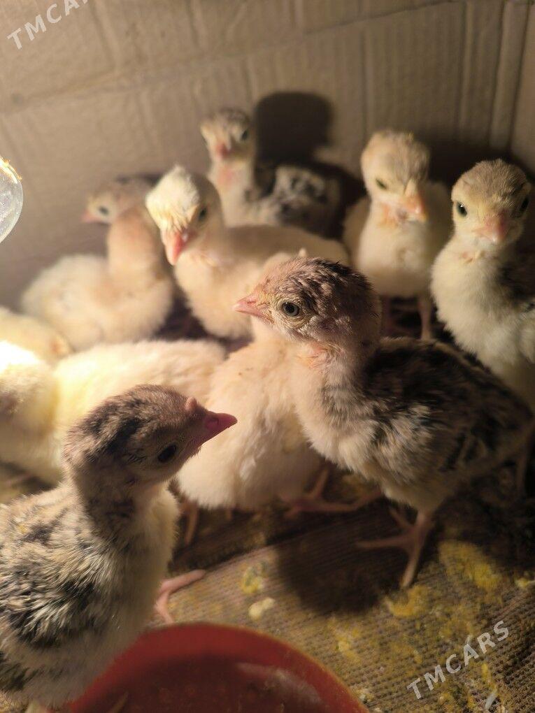 induk juyje - Baýramaly - img 2