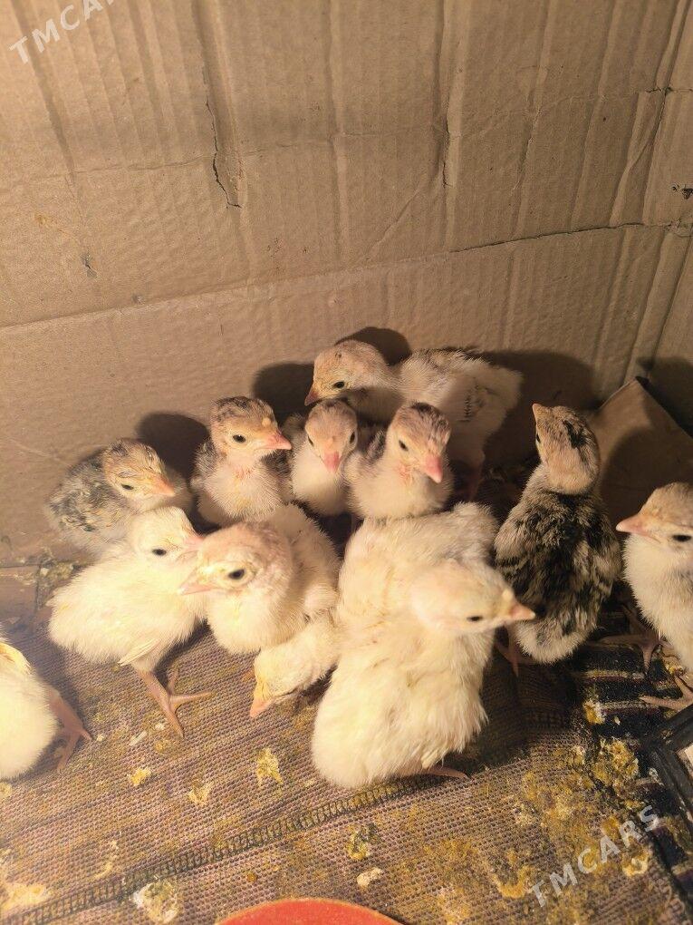 induk juyje - Baýramaly - img 3