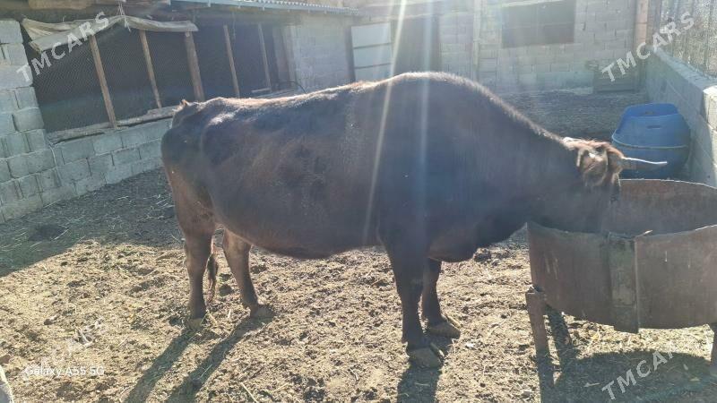 sygyr - Махтумкули - img 2