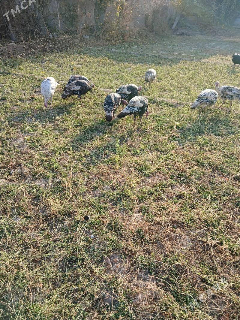 induk - Dänew - img 3