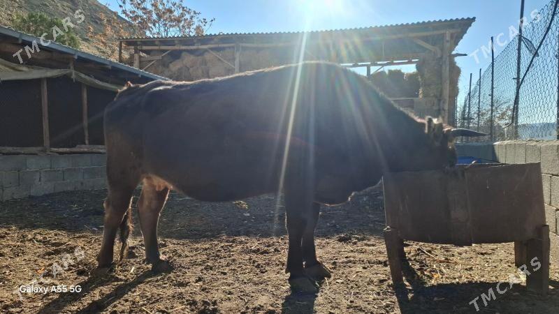 sygyr - Махтумкули - img 3