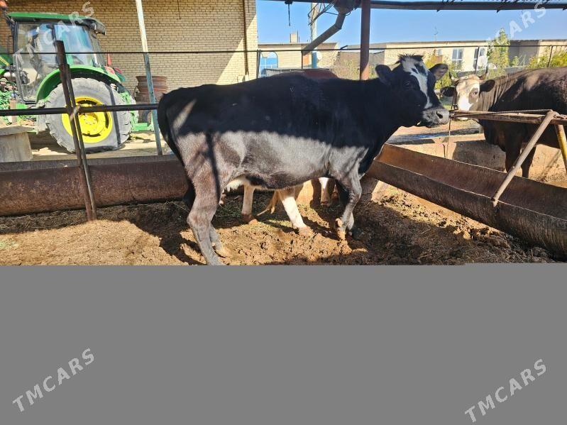 angus - Туркменабат - img 2