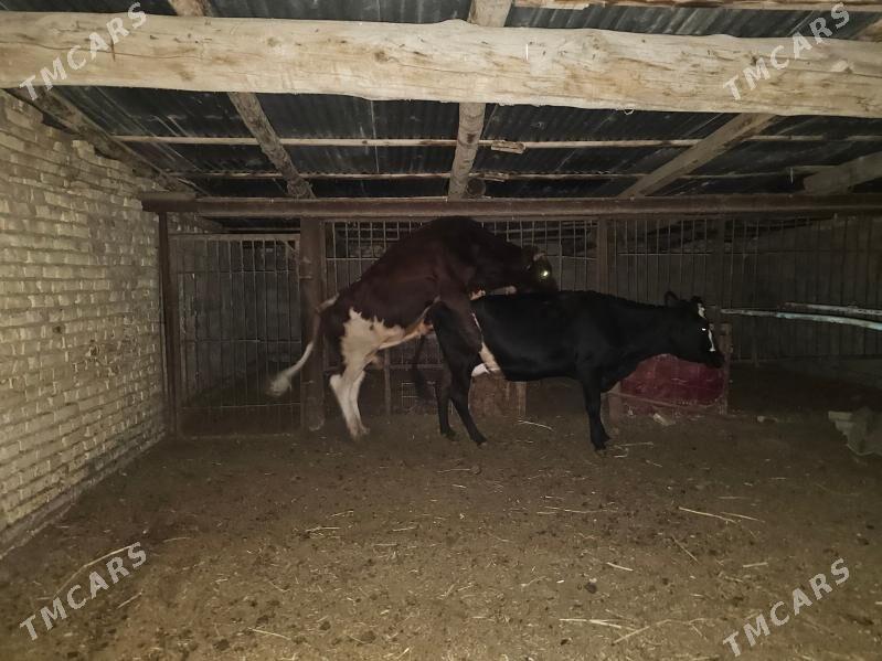 angus - Туркменабат - img 3