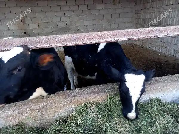 Galysteyn okuz - Бузмеин - img 3