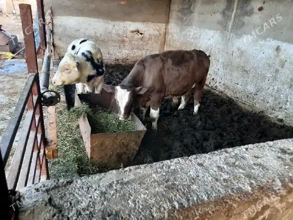 Galysteyn okuz - Бузмеин - img 6