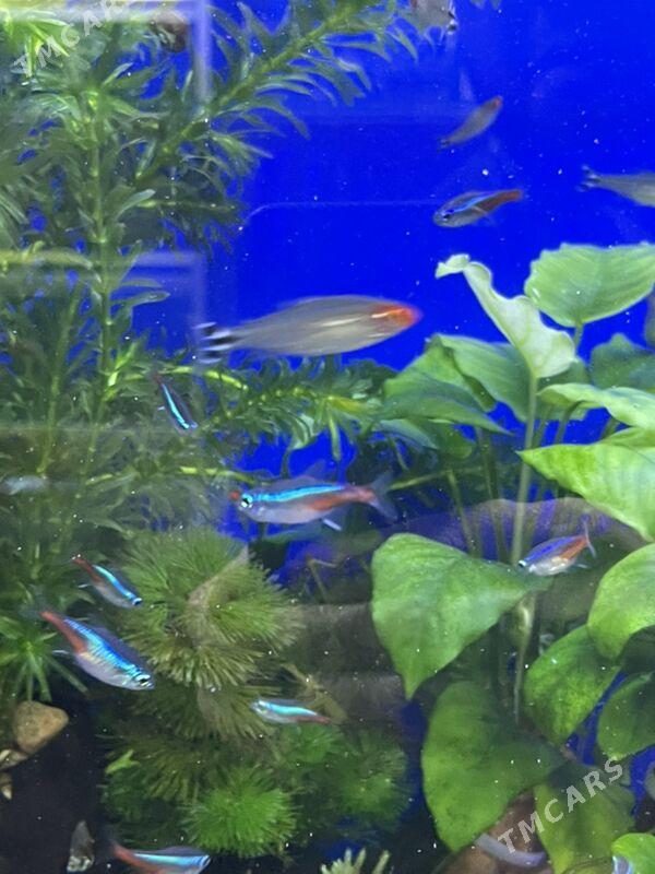 Рыбки Неоны - 1 мкр - img 3