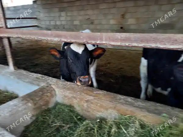 Galysteyn okuz - Бузмеин - img 4