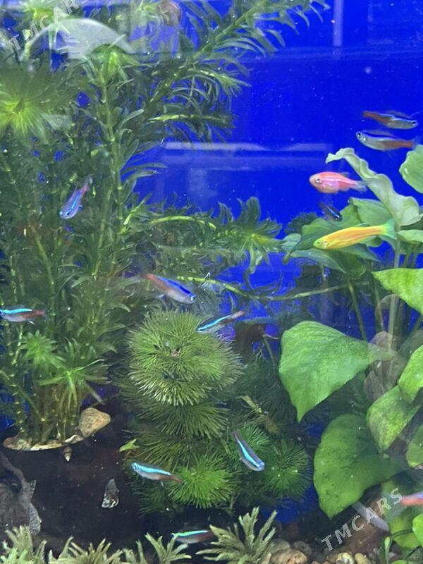 Рыбки Неоны - 1 мкр - img 4