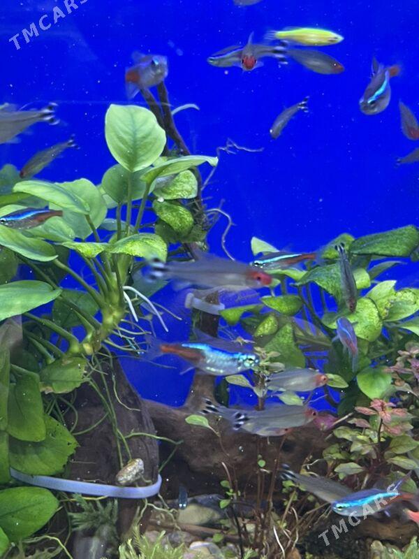 Рыбки Неоны - 1 мкр - img 5