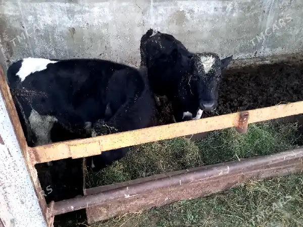 Galysteyn okuz - Бузмеин - img 2