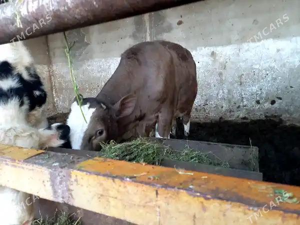 Galysteyn okuz - Бузмеин - img 5