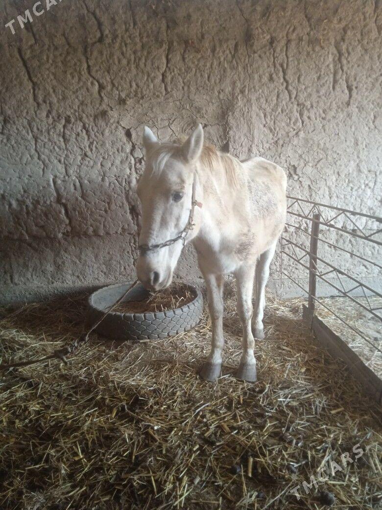 at - Халач - img 2