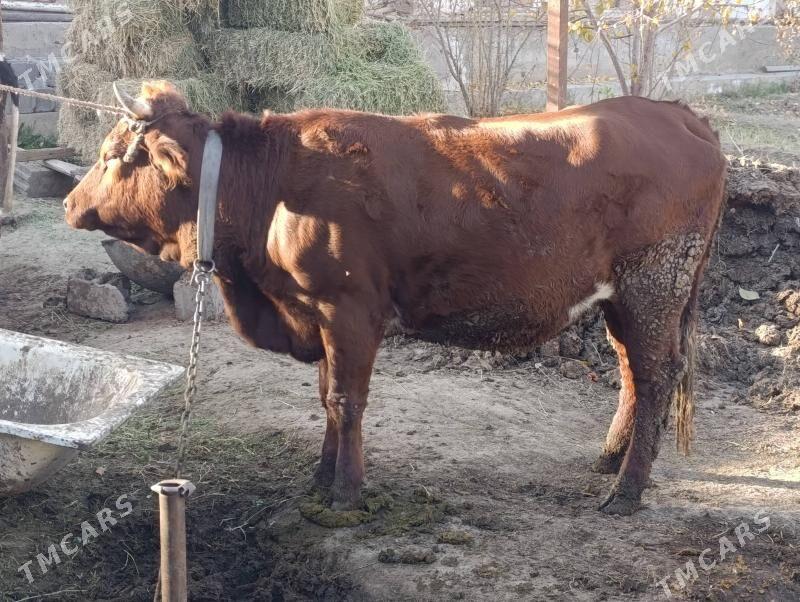 okuz - Bagyr - img 4