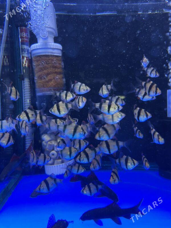 Барбус - 1 мкр - img 4