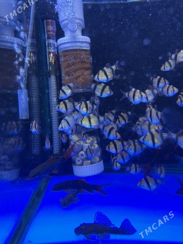 Барбус - 1 мкр - img 3