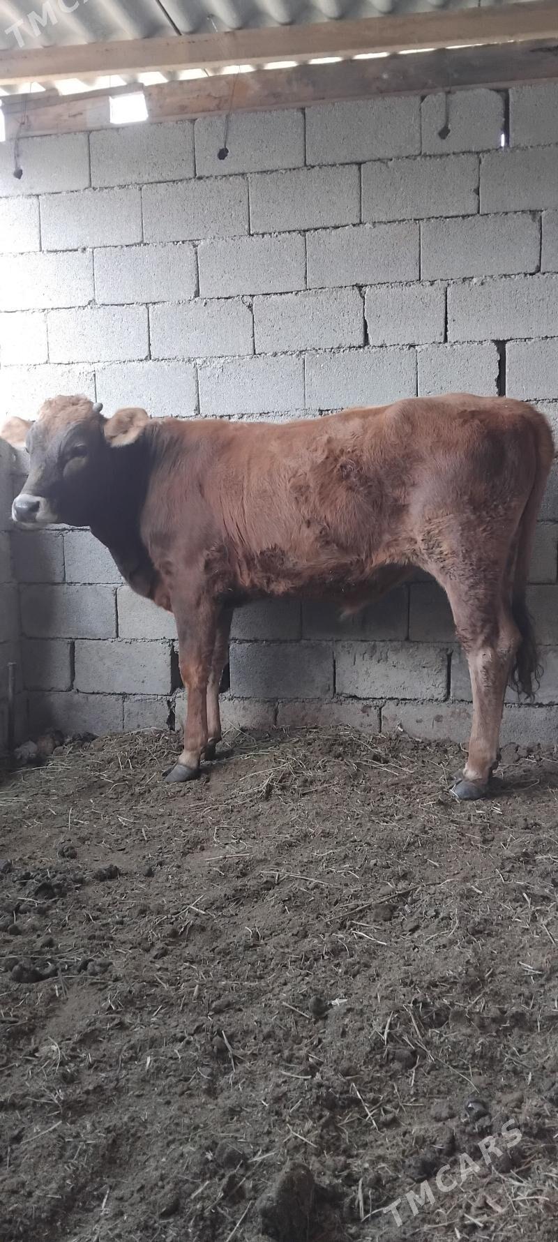 ŠWES OKUZ - Бузмеин - img 2