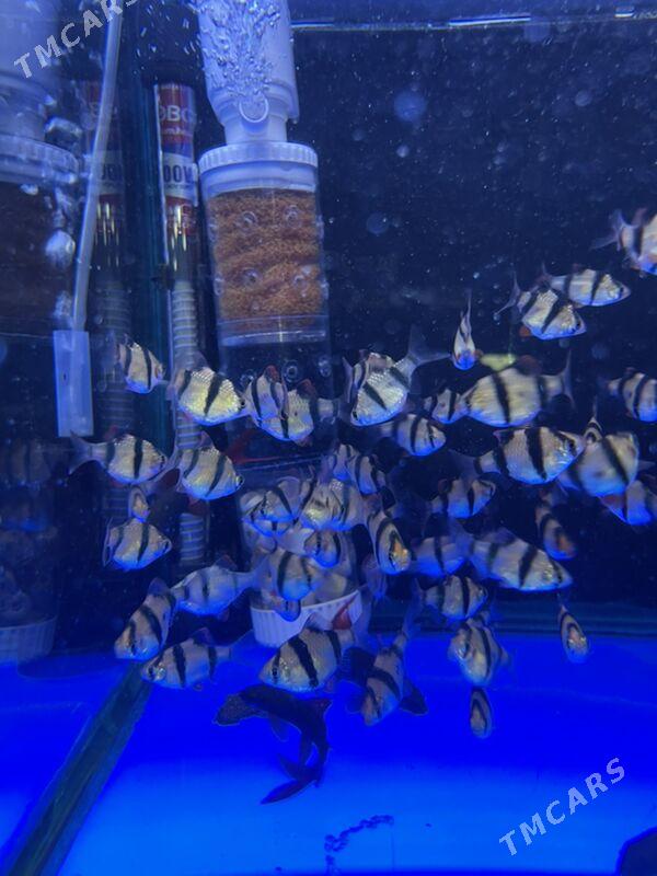 Барбус - 1 мкр - img 5