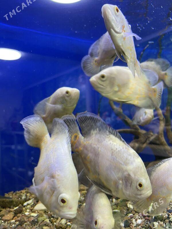 Астранотус Альбинов - 1 мкр - img 4