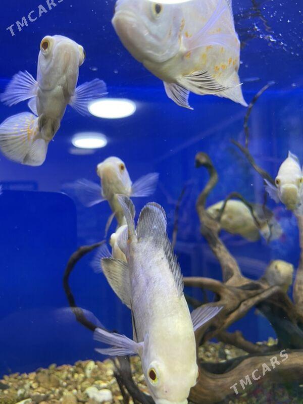 Астранотус Альбинов - 1 мкр - img 5