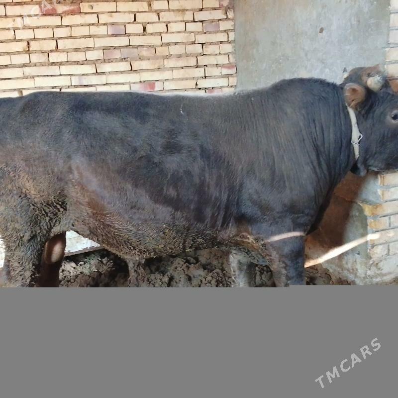 satlyk şwes öküz. - Векильбазар - img 2