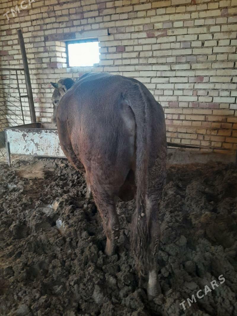 satlyk şwes öküz. - Векильбазар - img 3