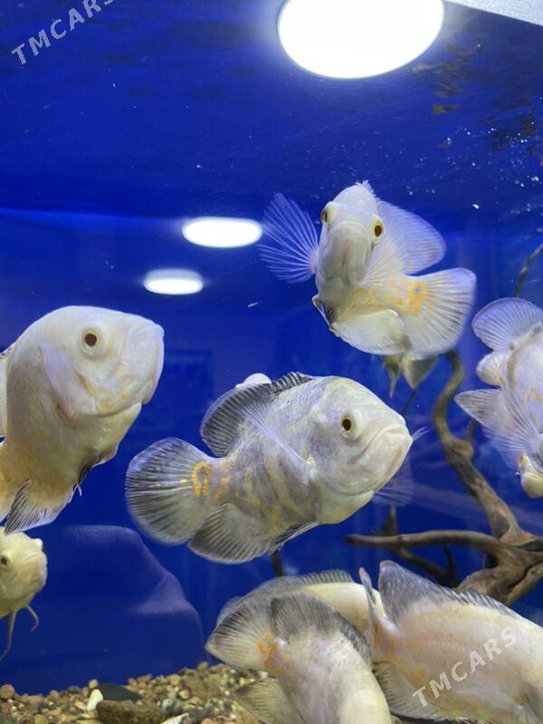 Астранотус Альбинов - 1 мкр - img 2