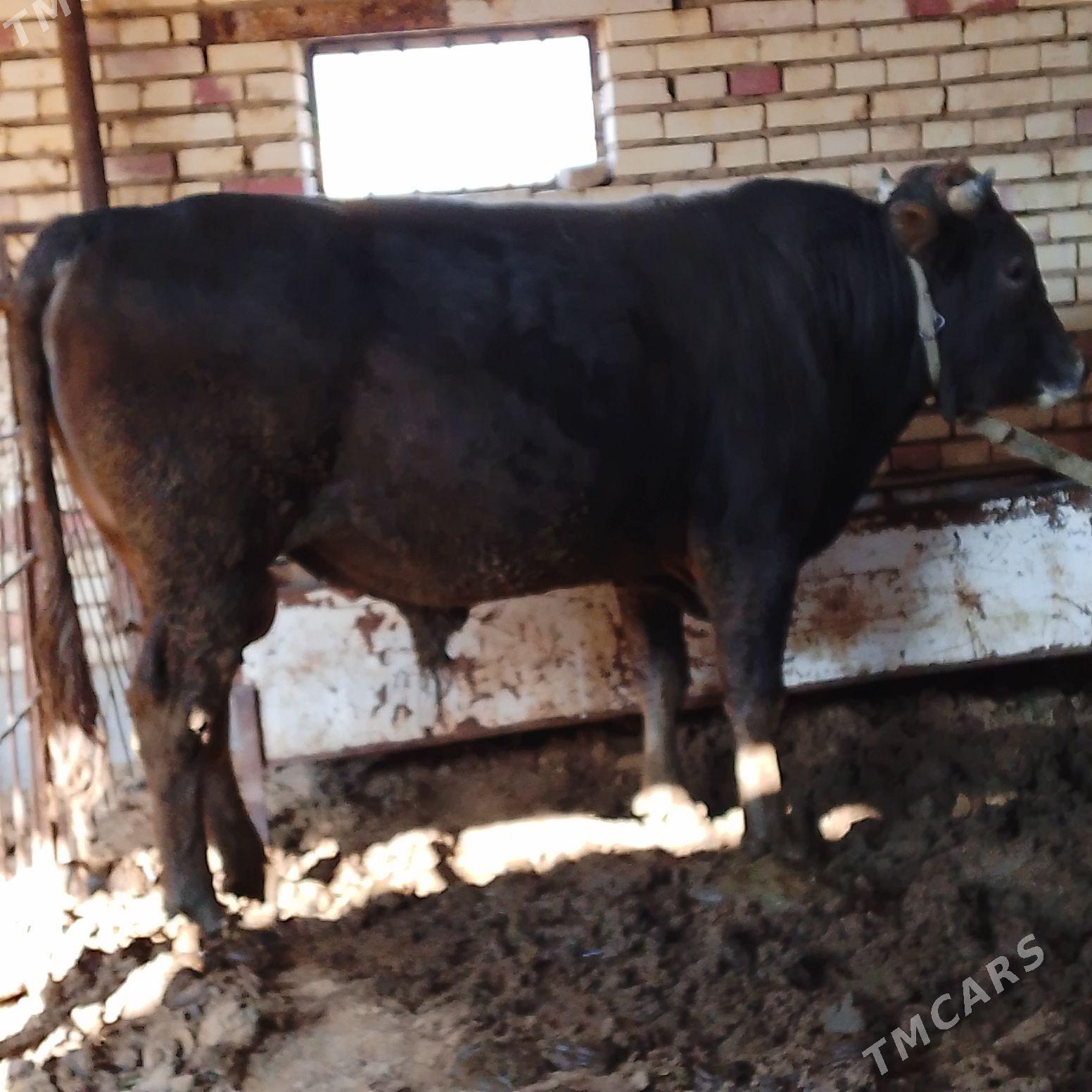 satlyk şwes öküz. - Векильбазар - img 5