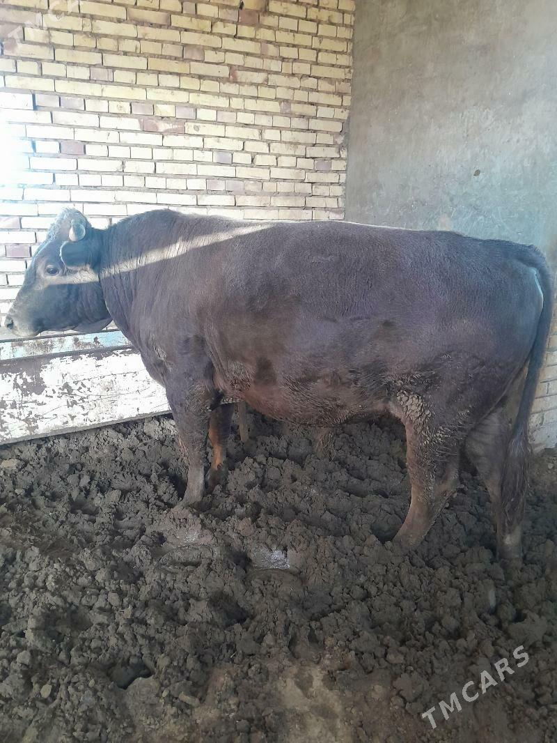 satlyk şwes öküz. - Векильбазар - img 10