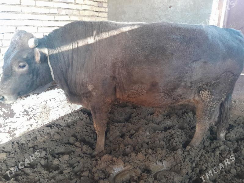 satlyk şwes öküz. - Векильбазар - img 8