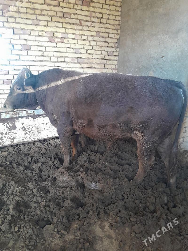 satlyk şwes öküz. - Векильбазар - img 7