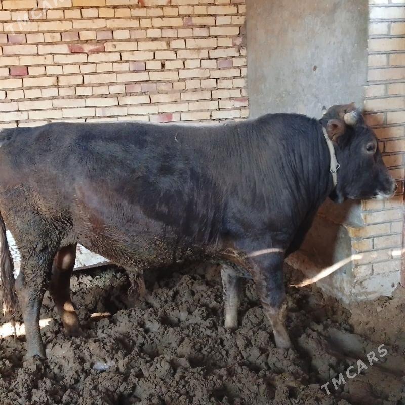 satlyk şwes öküz. - Векильбазар - img 4