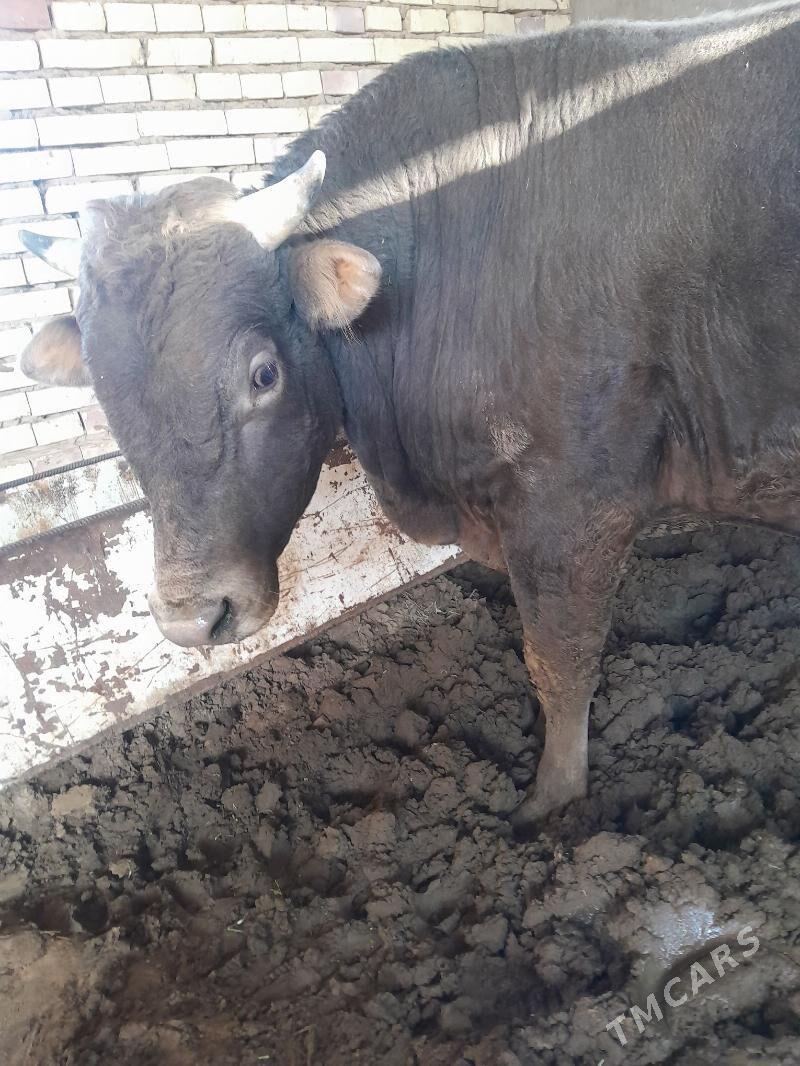 satlyk şwes öküz. - Векильбазар - img 6