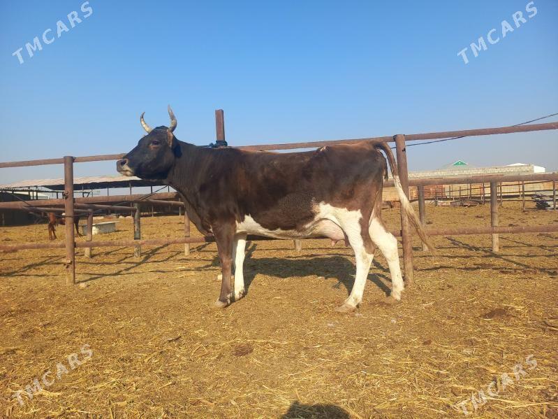 göleli. - Wekilbazar - img 7