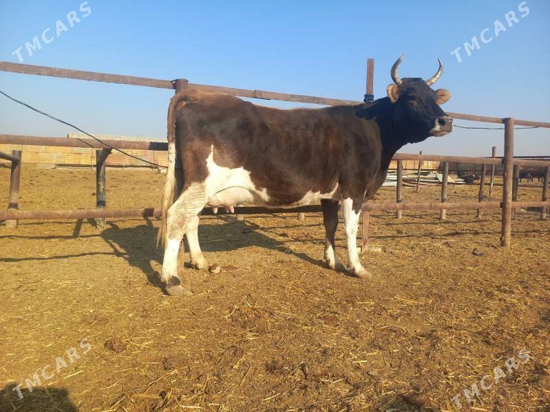 göleli. - Wekilbazar - img 8