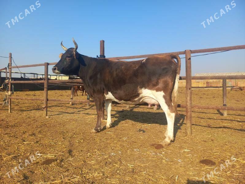 göleli. - Wekilbazar - img 5